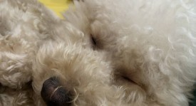 上海申花vs成都蓉城：门票即将开售，背后的战术较量与球迷热情